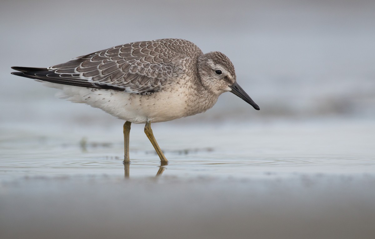 Red Knot - ML32756791