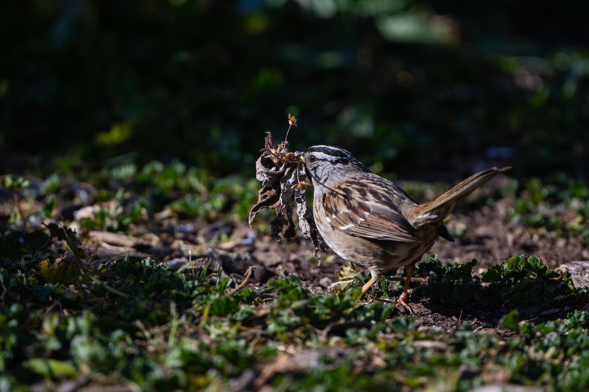 White-crowned Sparrow - Wen Hsu