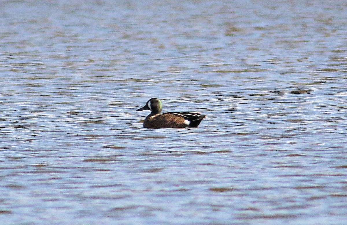 Blue-winged Teal - ML327569581