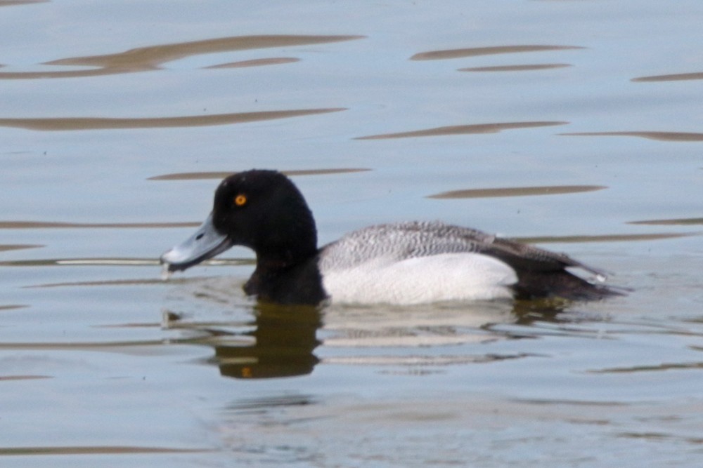 Greater Scaup - ML327570591