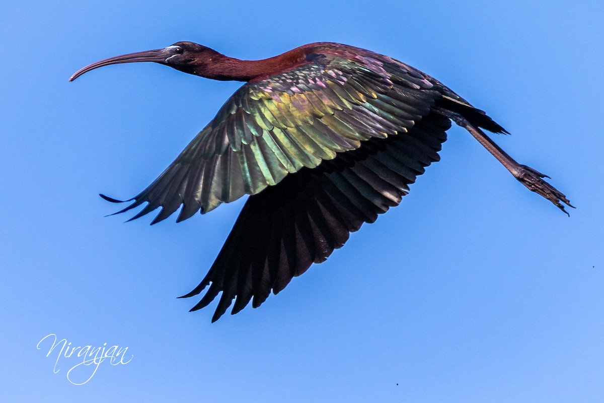 ibis hnědý - ML327590431