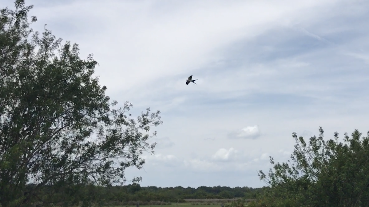 Swallow-tailed Kite - ML327591251