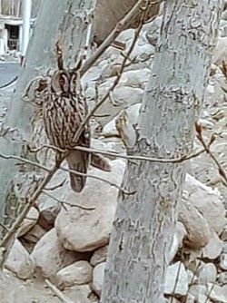 Long-eared Owl - Stanba Ladakh