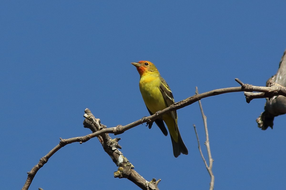 Western Tanager - ML327605631