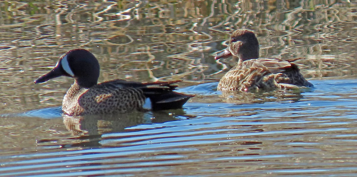 Blue-winged Teal - ML327606161