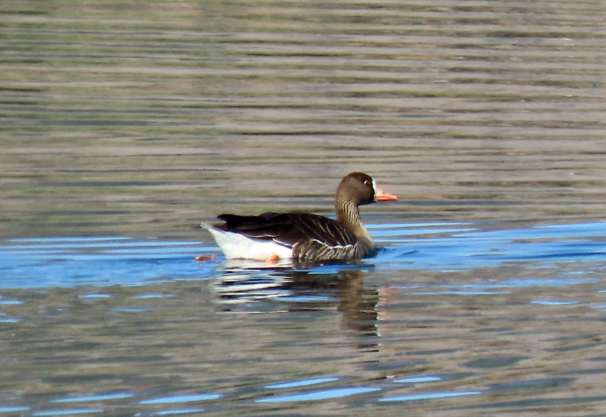 Greater White-fronted Goose - ML327609051