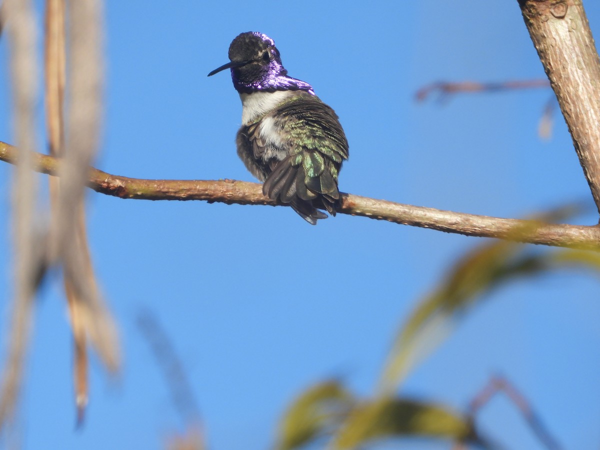 Costa's Hummingbird - Roger Schoedl