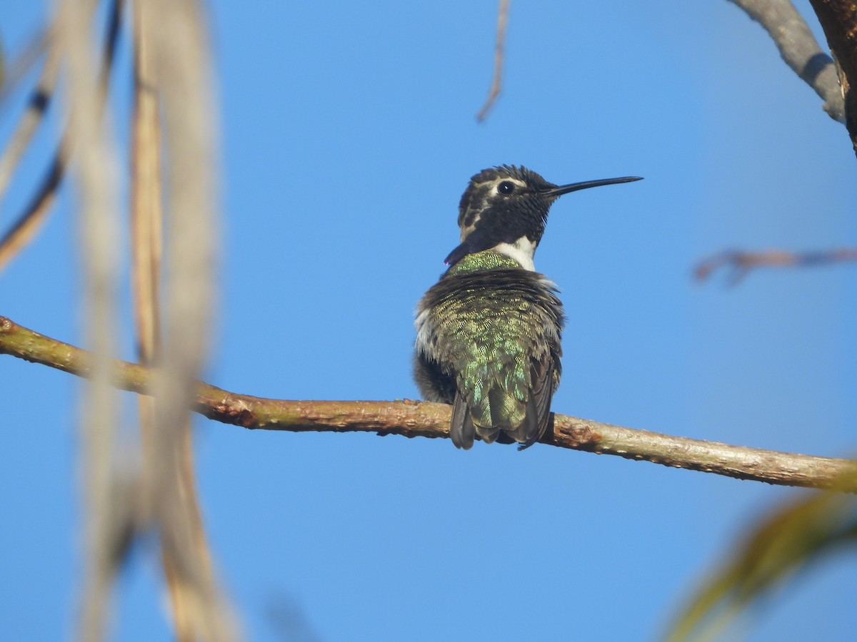 Costa's Hummingbird - ML327609531