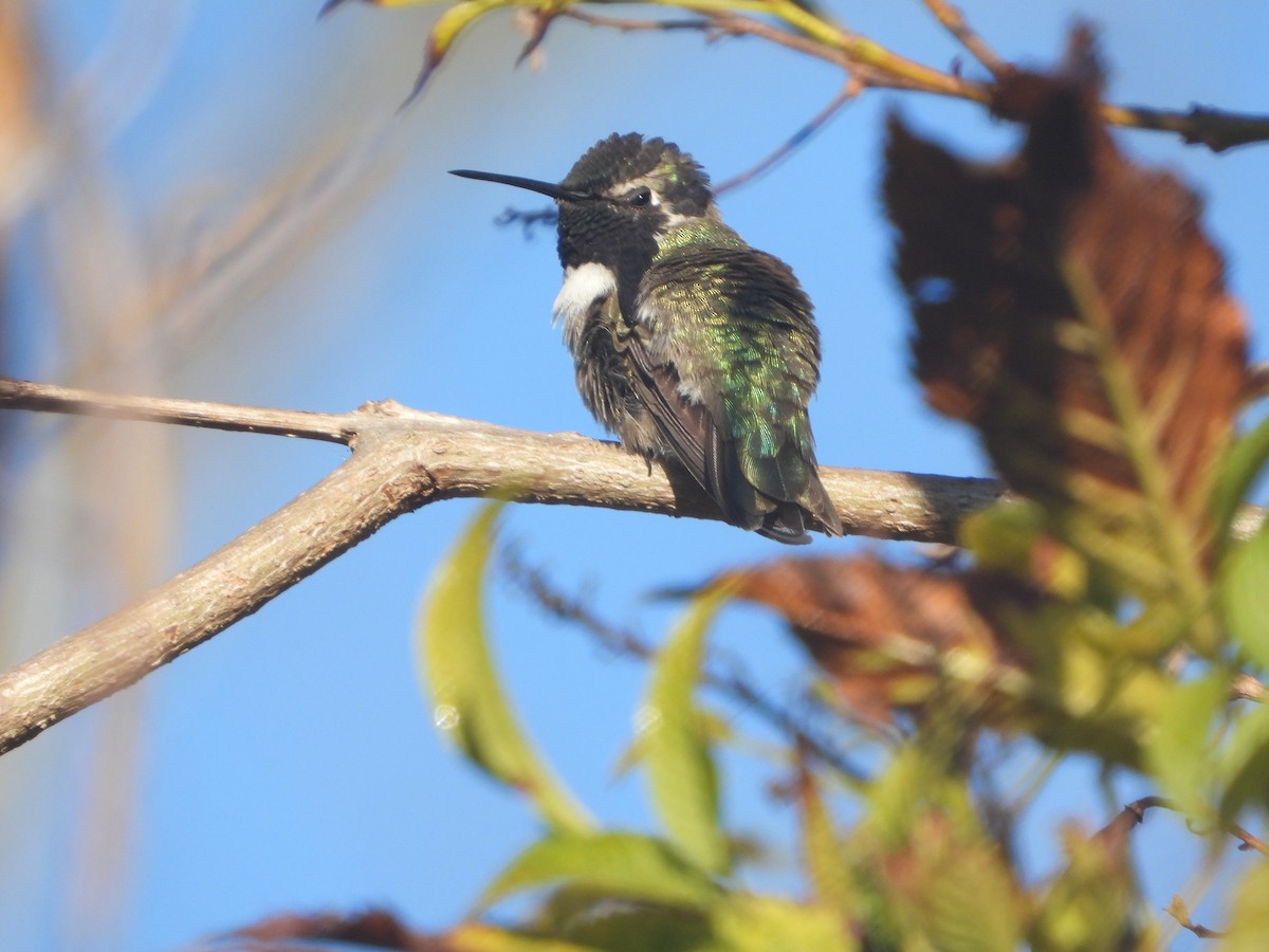 Costa's Hummingbird - ML327609771