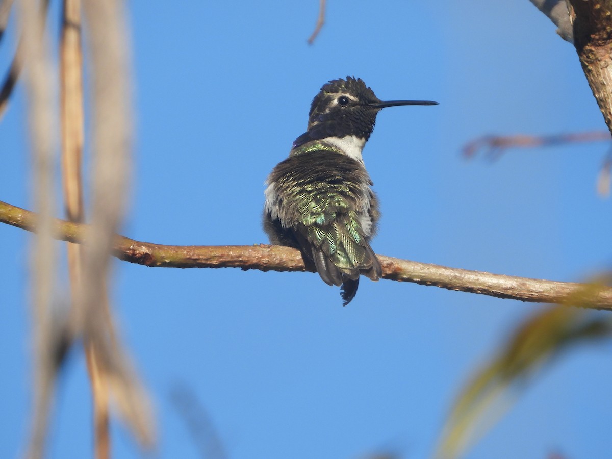 Costa's Hummingbird - ML327609961