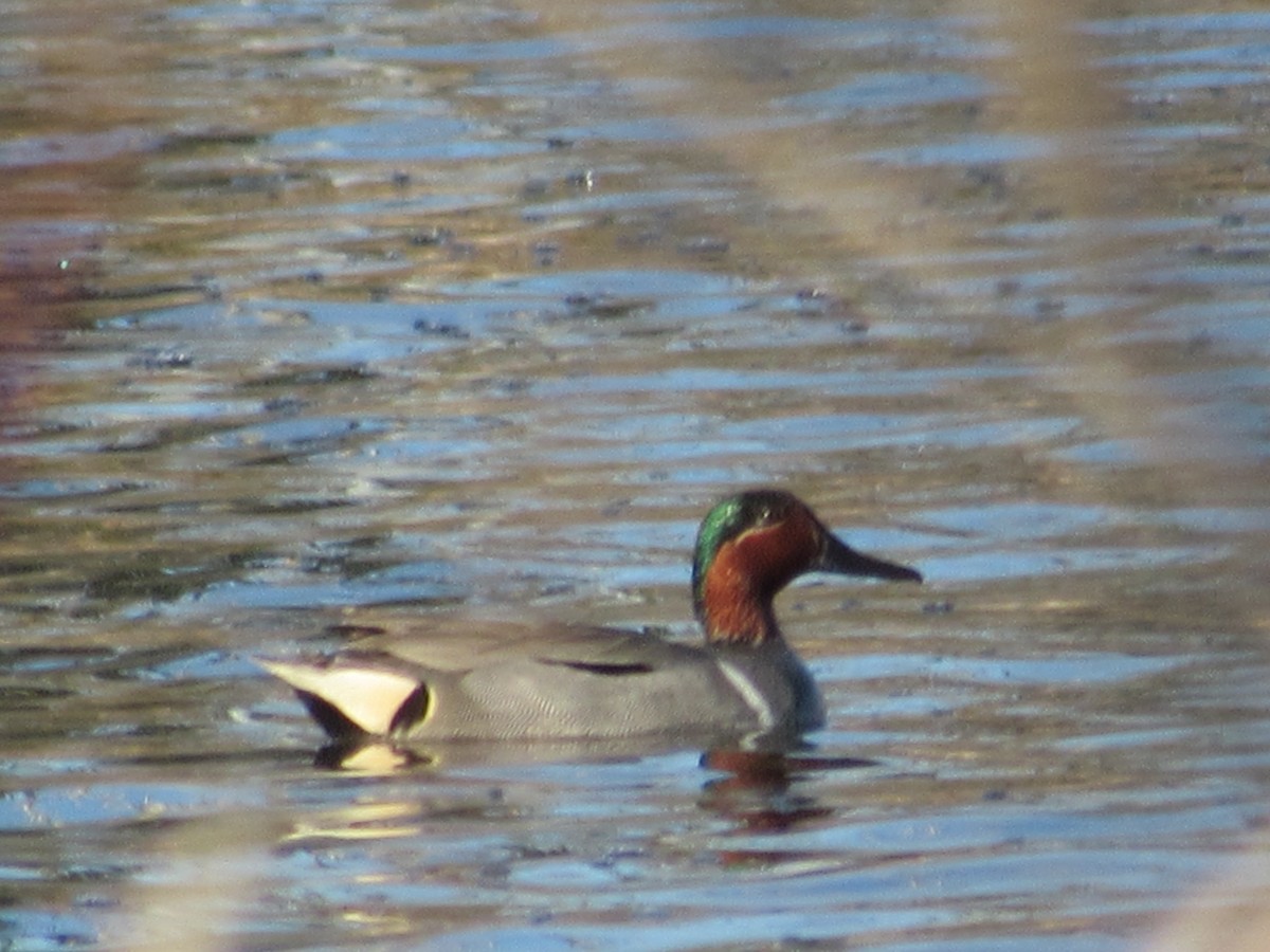 Green-winged Teal - ML327612811