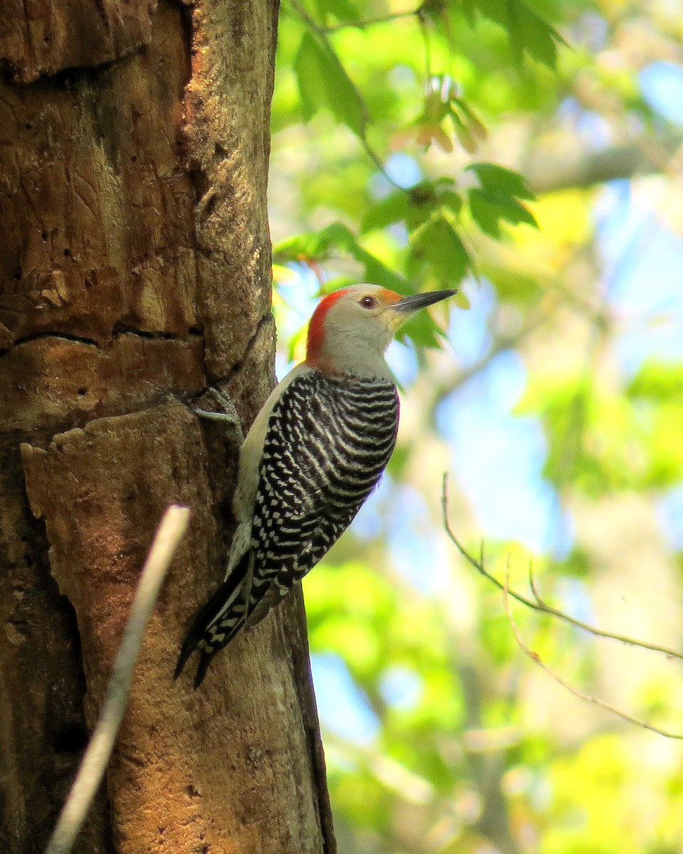 Red-bellied Woodpecker - ML327618111