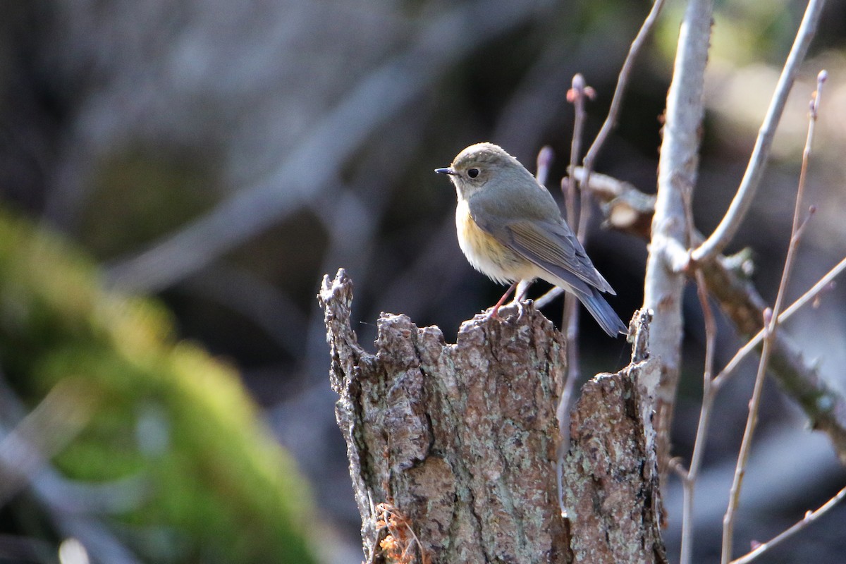 Red-flanked Bluetail - ML327618151