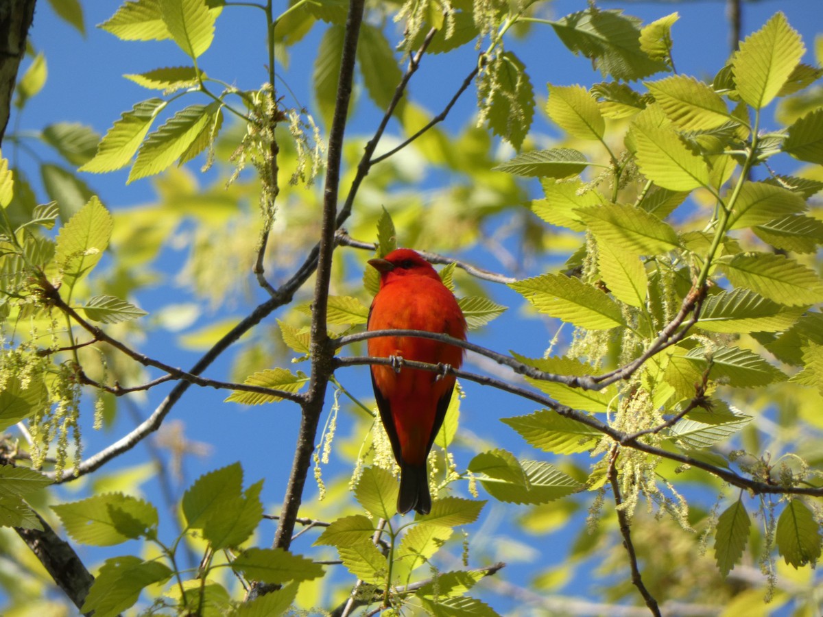 Scarlet Tanager - ML327619651