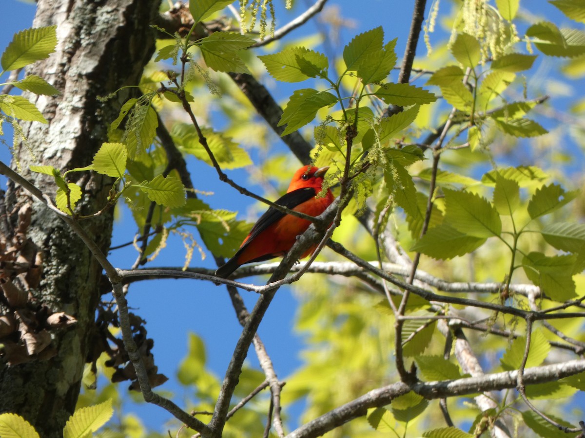 Scarlet Tanager - ML327619691