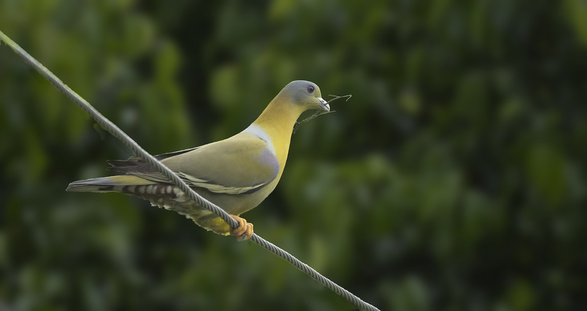 Yellow-footed Green-Pigeon - ML327629361