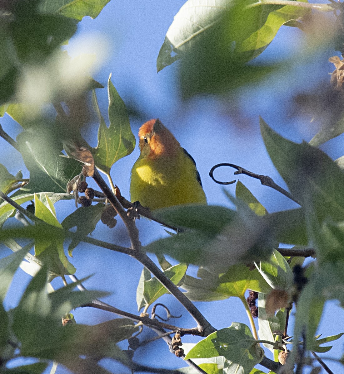 Western Tanager - ML327632841