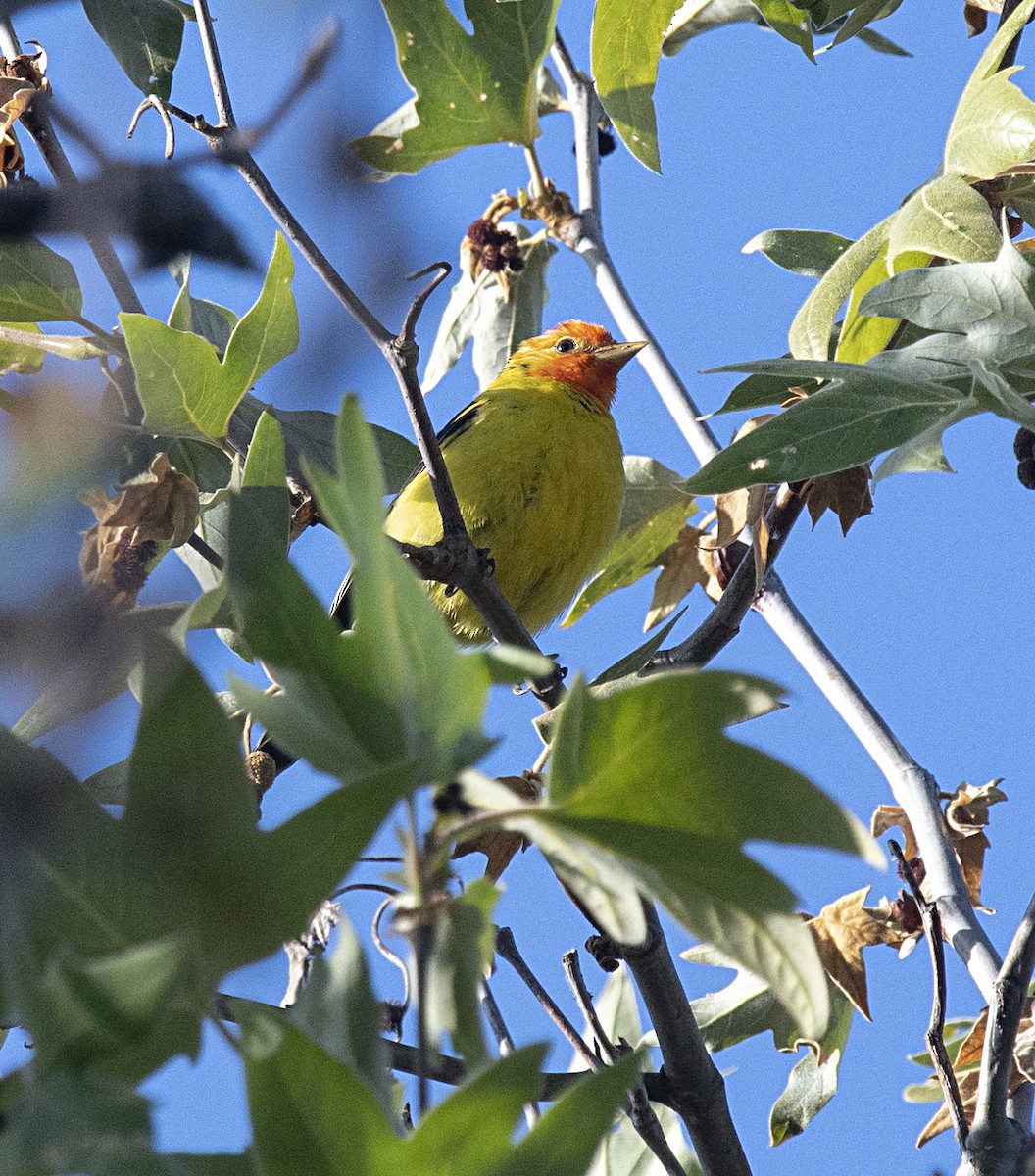 Western Tanager - ML327632851