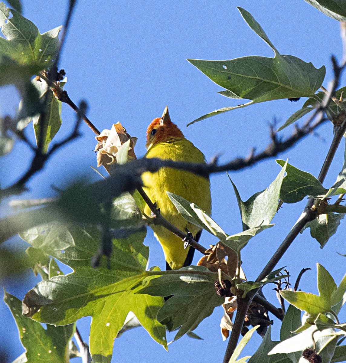 Western Tanager - ML327632871