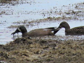 Blue-winged Teal, ML327635671