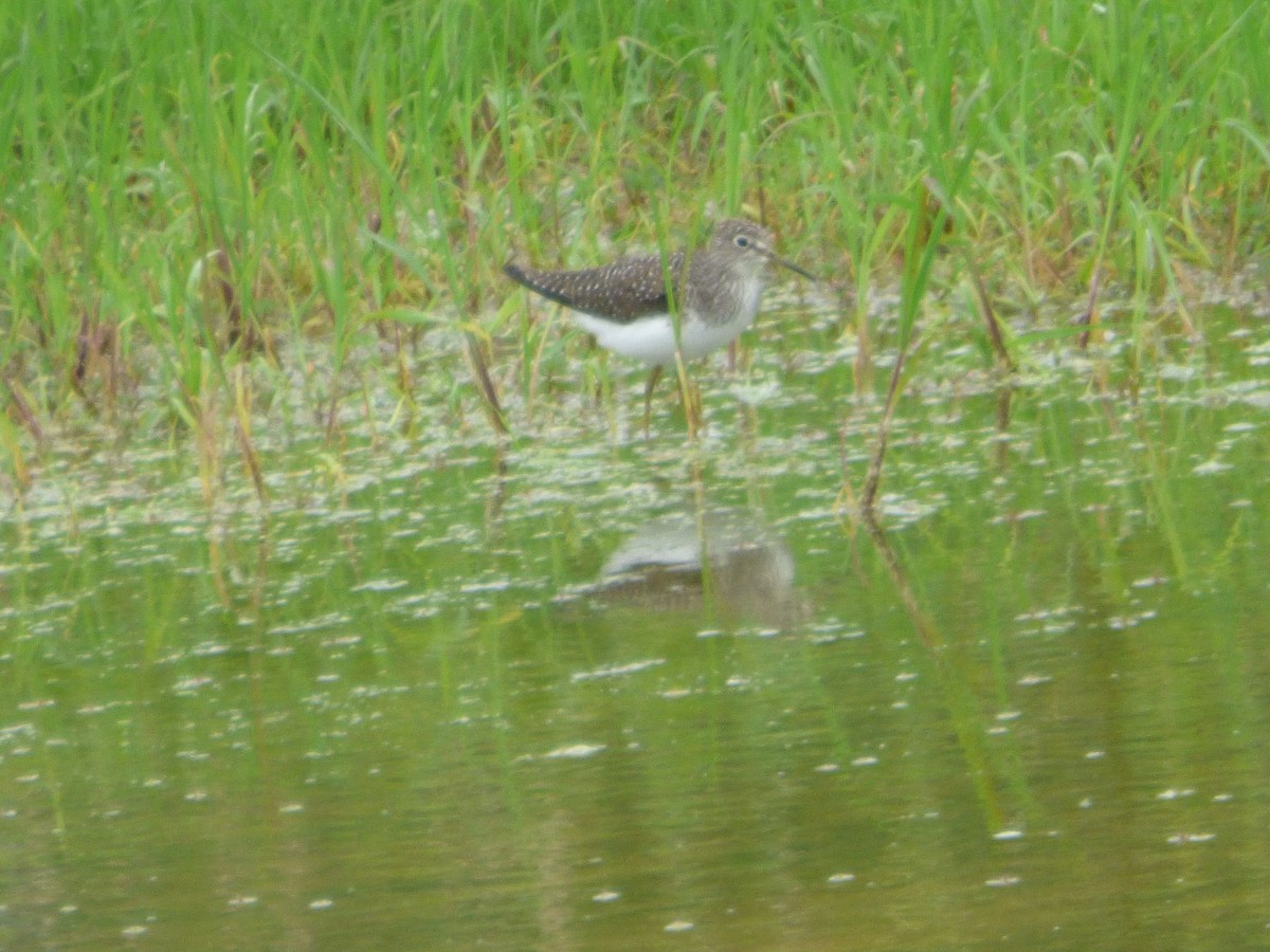 Spotted Sandpiper - Betty Holcomb