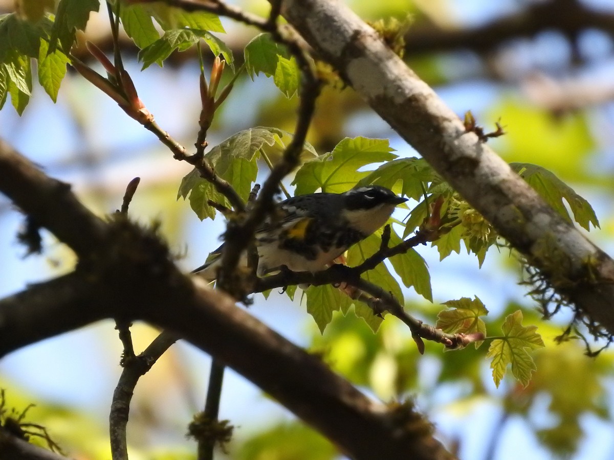 Yellow-rumped Warbler (Myrtle) - ML327641741