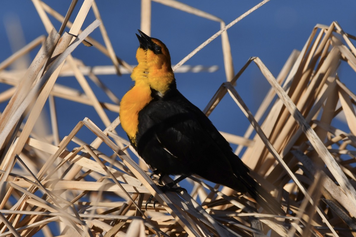 Yellow-headed Blackbird - ML327642691