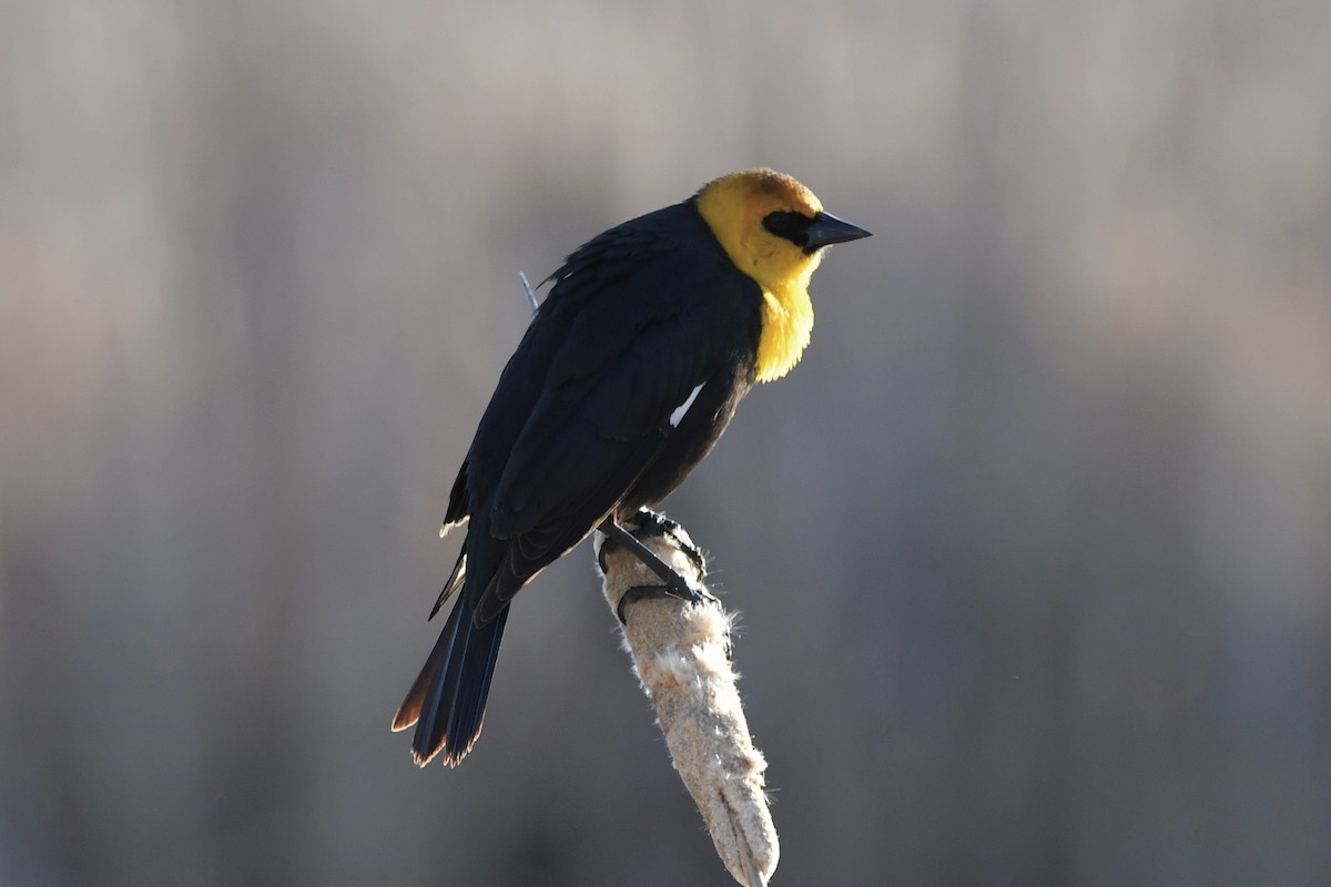 Yellow-headed Blackbird - ML327643061