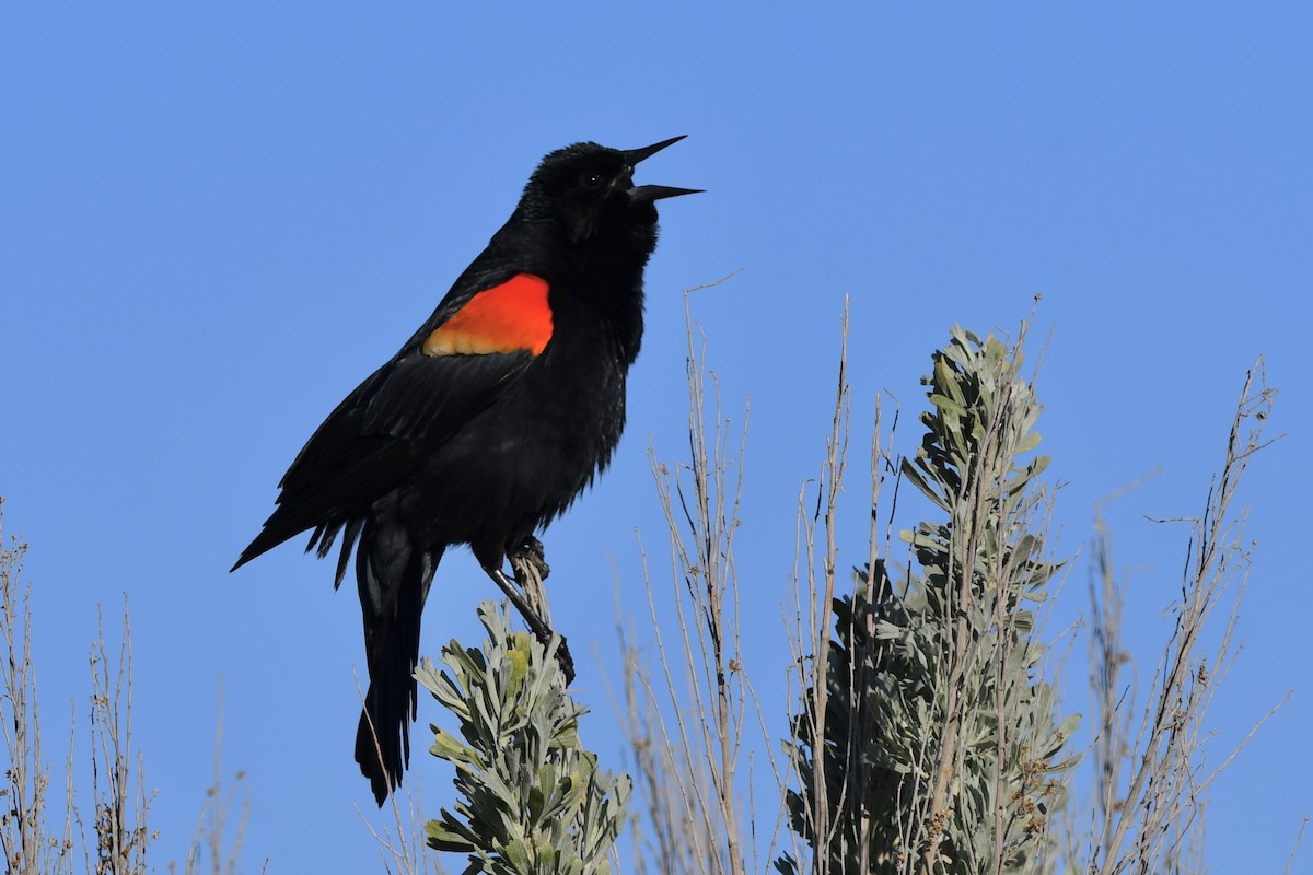 Red-winged Blackbird - Kent Kleman