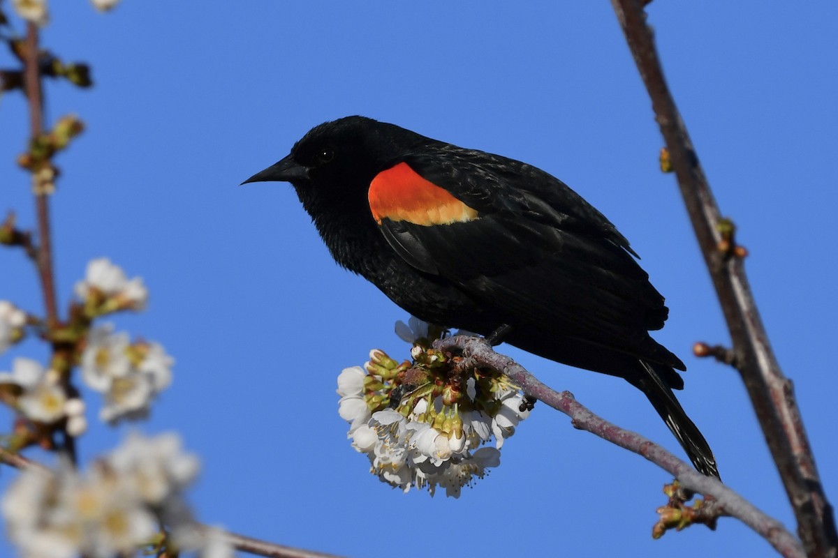 Red-winged Blackbird - ML327644191