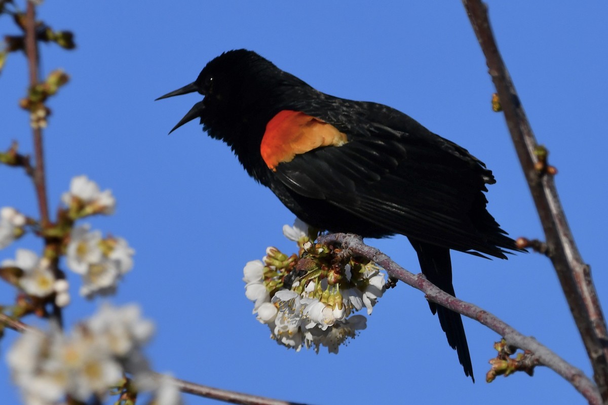 Red-winged Blackbird - Kent Kleman
