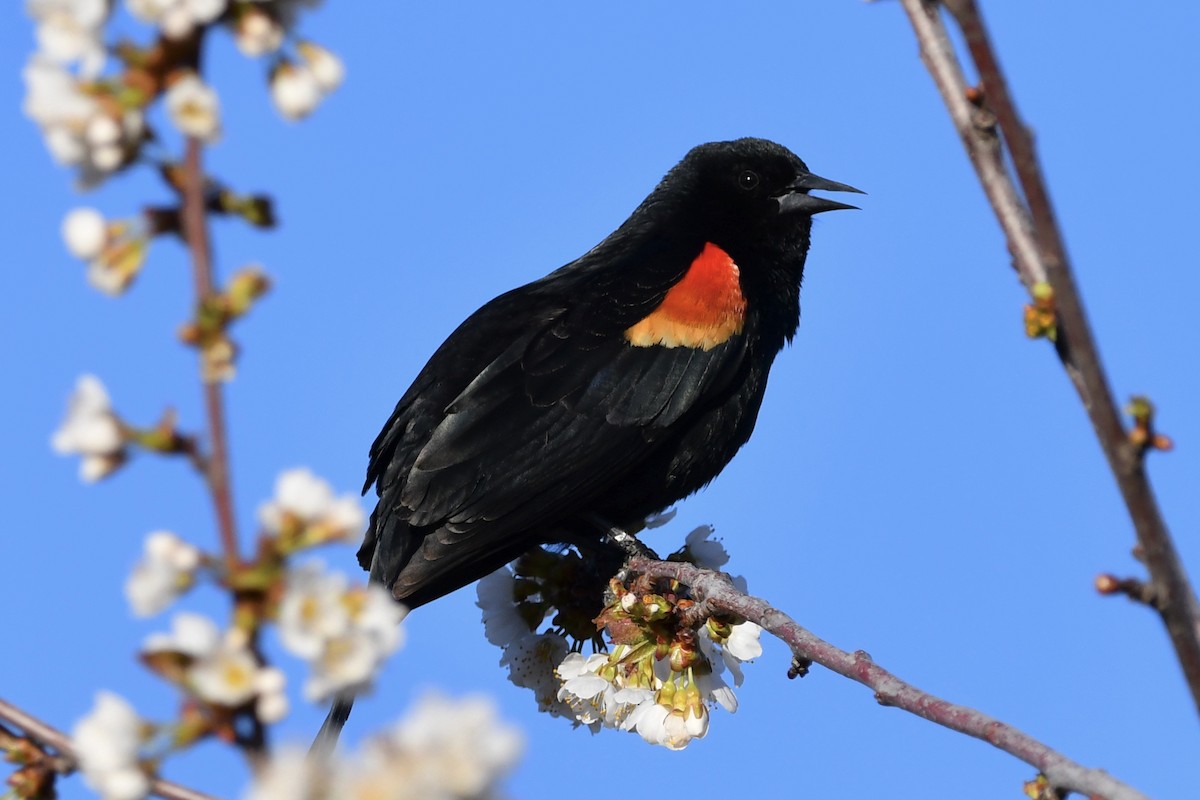 Red-winged Blackbird - ML327644361