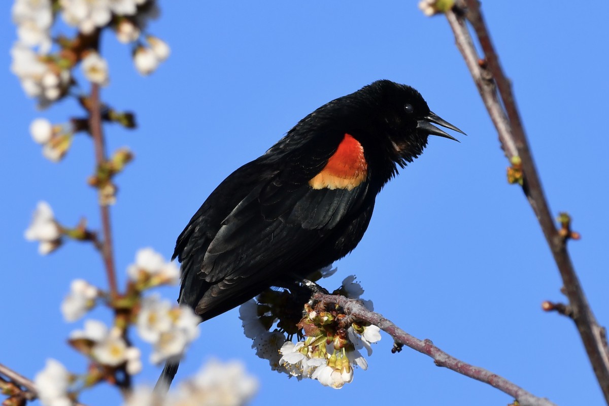 Red-winged Blackbird - ML327644371