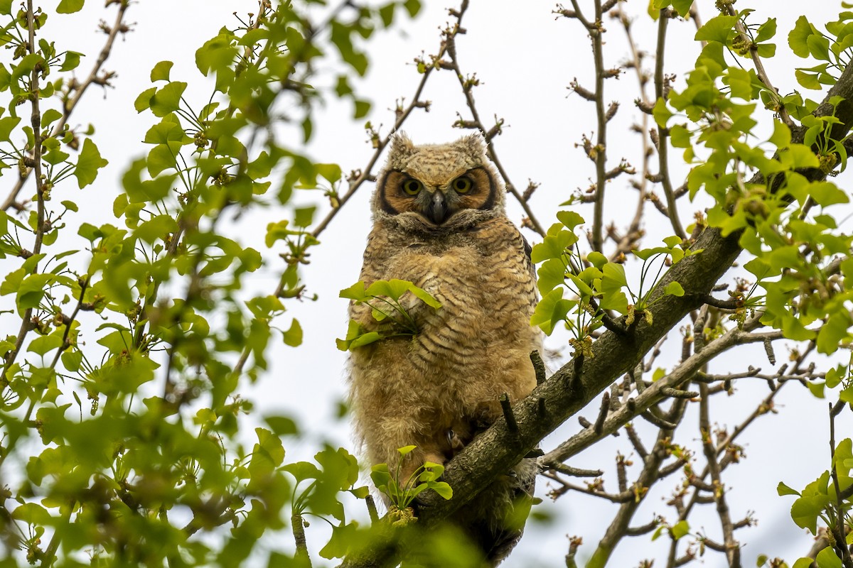 Great Horned Owl - ML327650421
