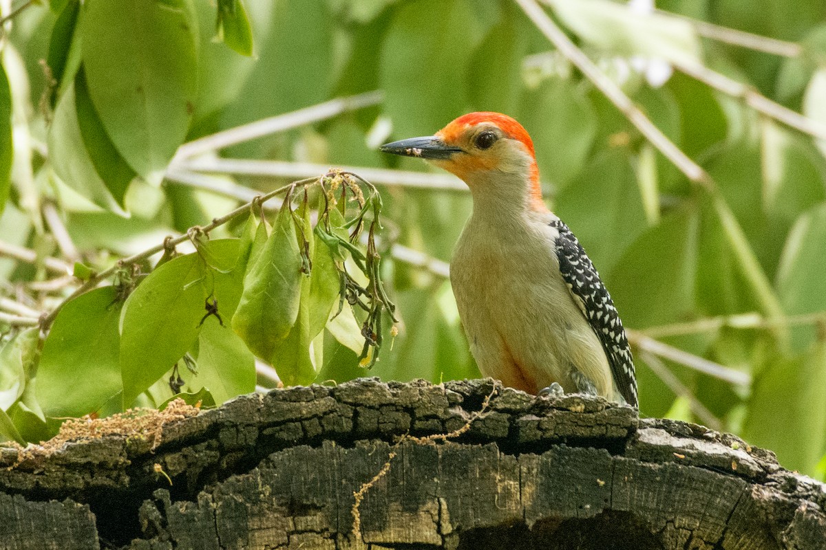 Red-bellied Woodpecker - Drew Beamer