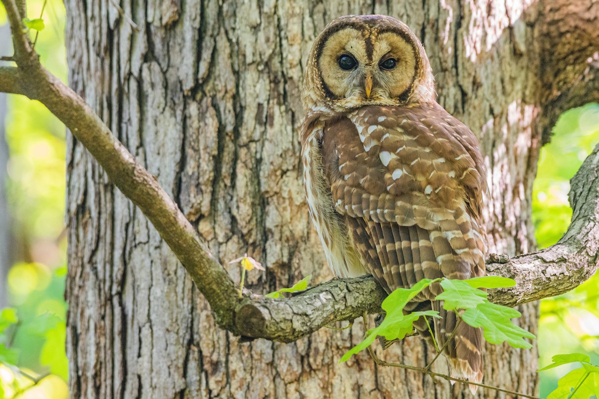 Barred Owl - Drew Beamer