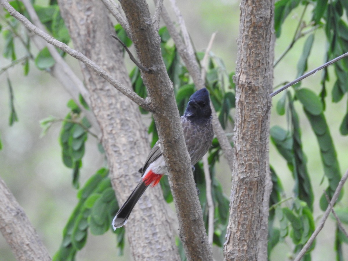 Red-vented Bulbul - ML327659571