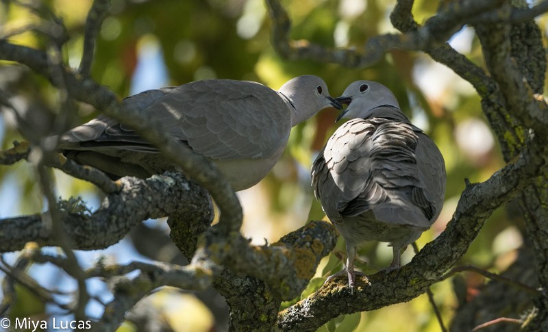 Eurasian Collared-Dove - ML327661081