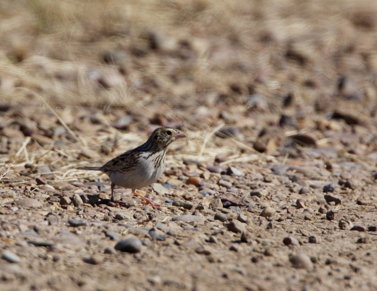 Baird's Sparrow - ML327663621