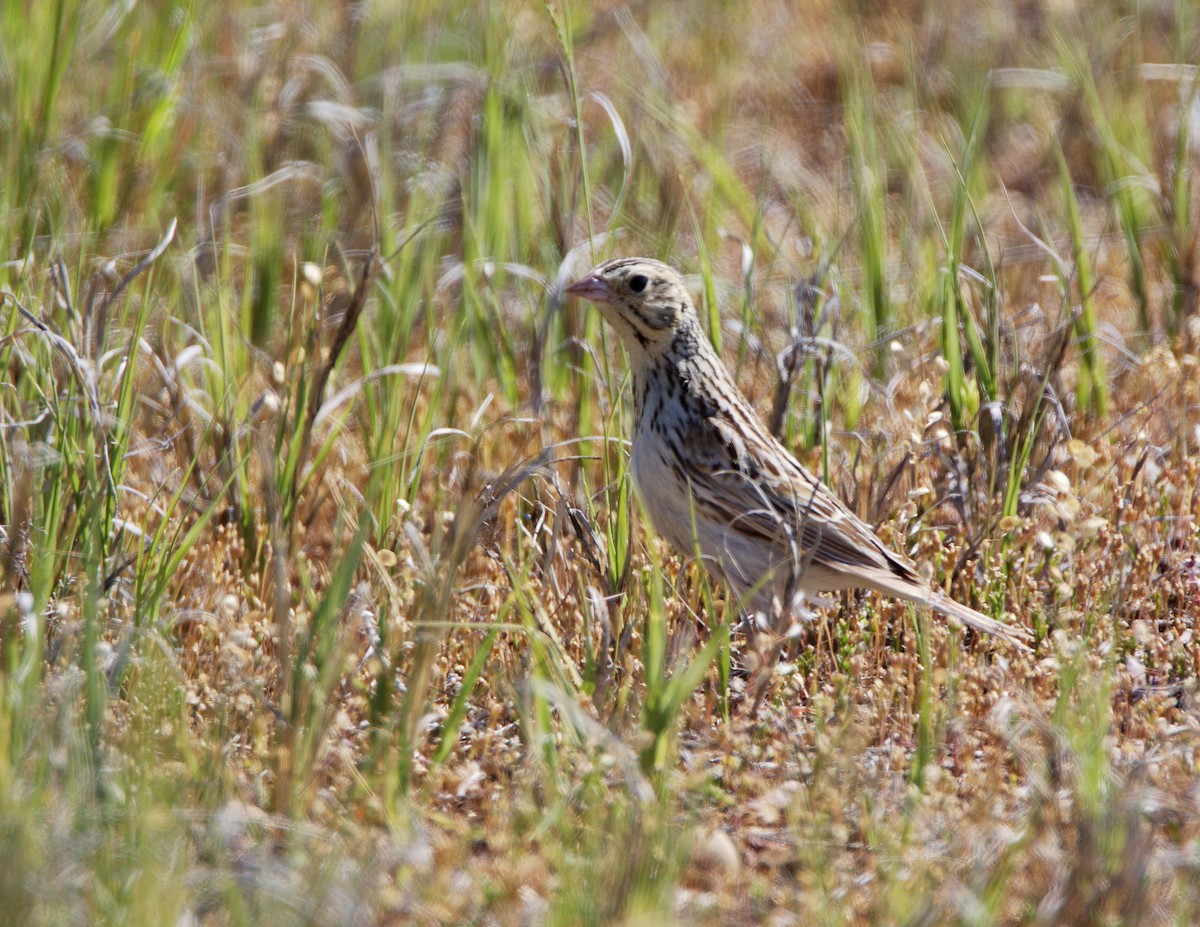 Baird's Sparrow - ML327663871