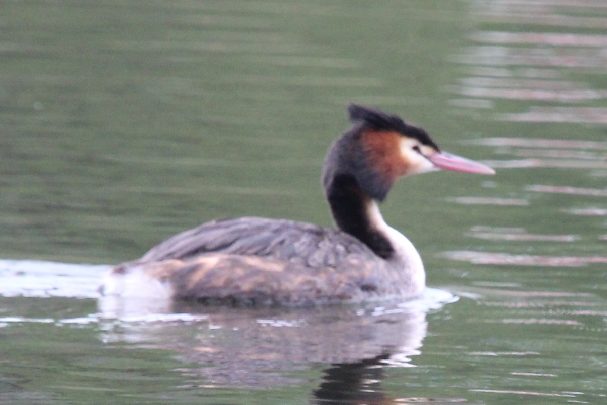 Great Crested Grebe - Richard Arnold