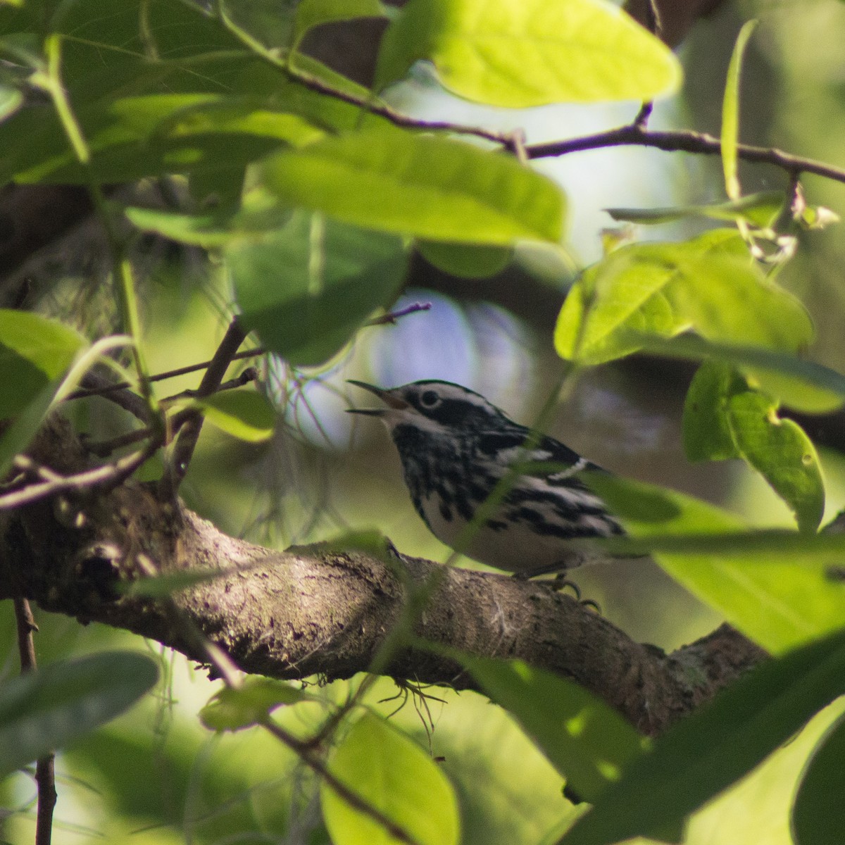 Black-and-white Warbler - Trenton Voytko