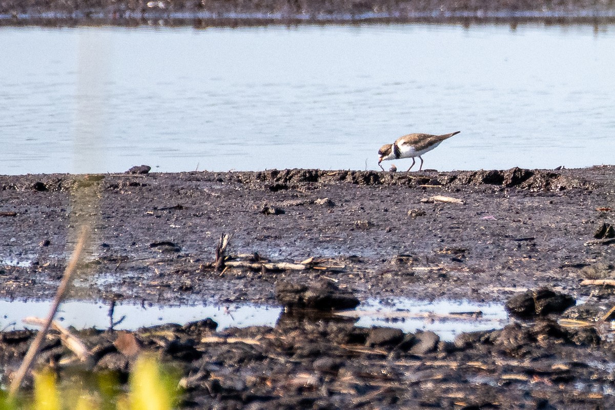 Semipalmated Plover - ML327668931