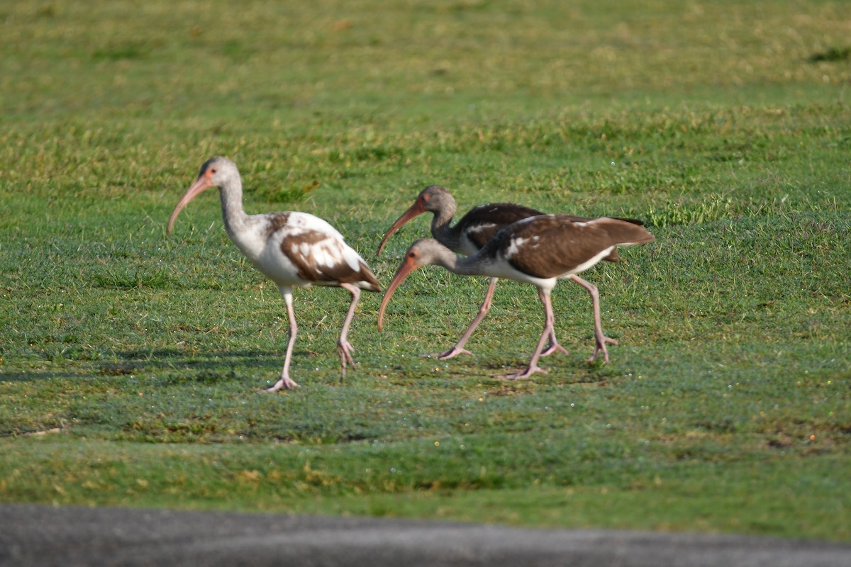 EBird Checklist 18 Apr 2021 Snook Islands Natural Area 17 Species