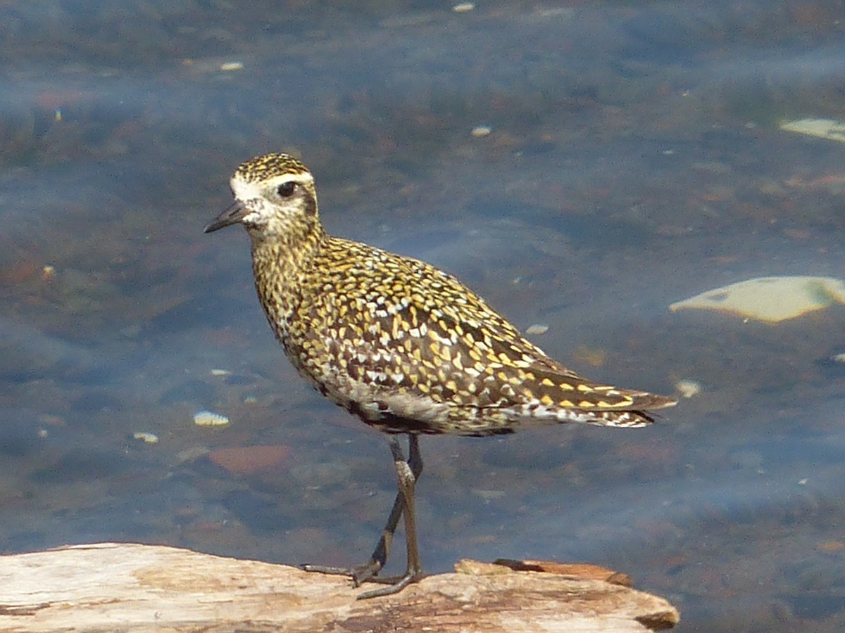 Pacific Golden-Plover - Andy Frank