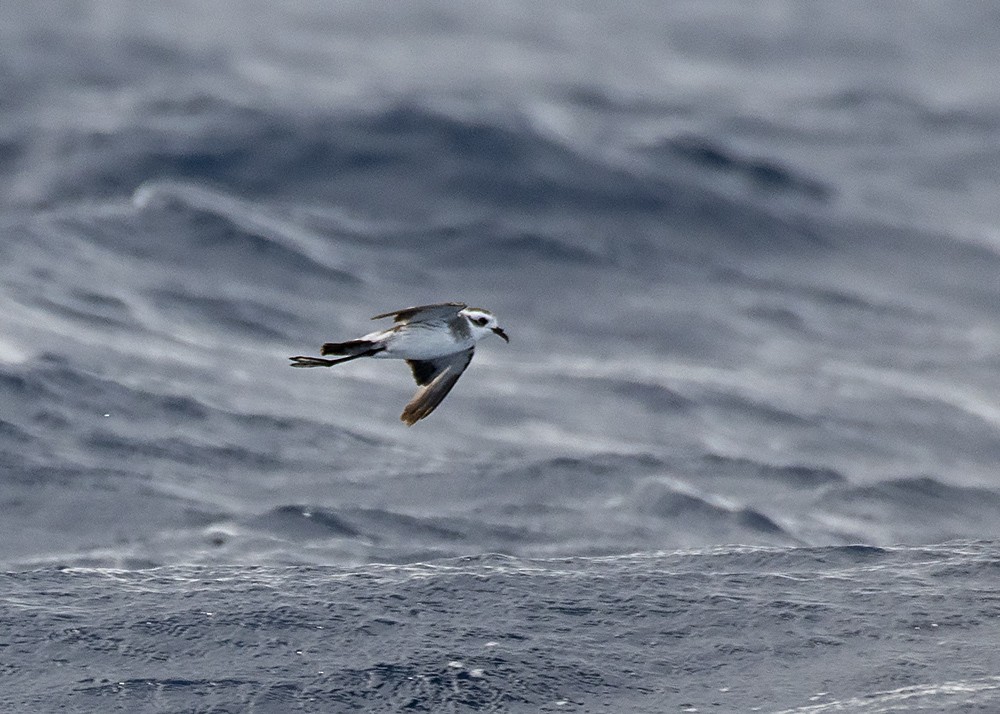White-faced Storm-Petrel - Stephen Murray