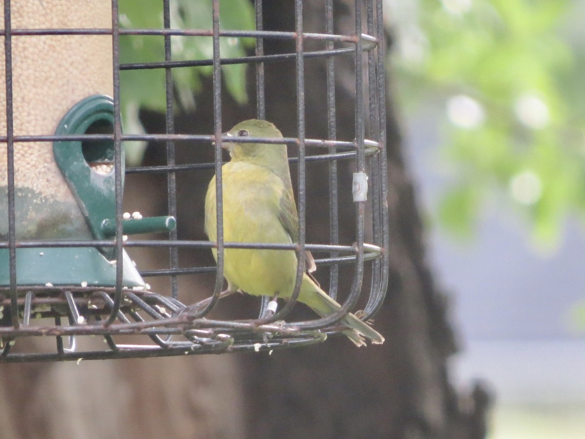 Painted Bunting - ML327702051
