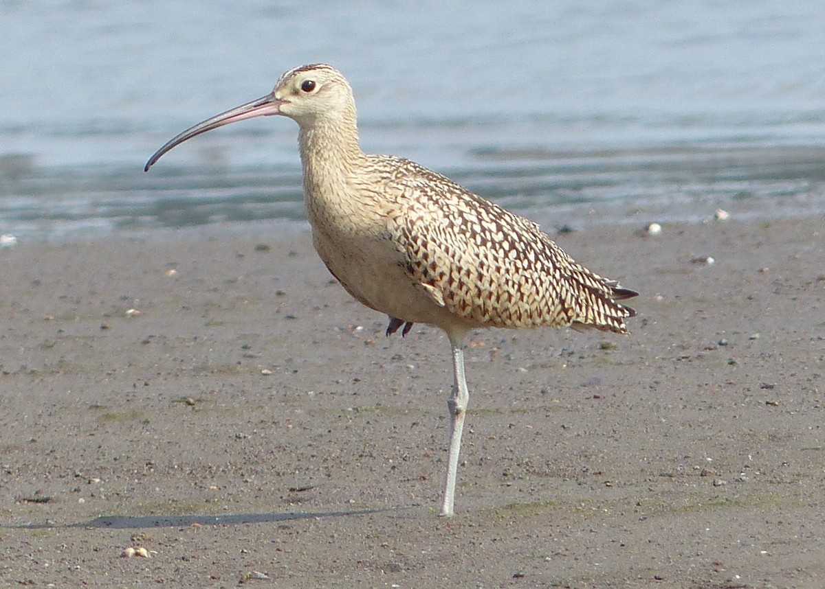 Long-billed Curlew - Andy Frank