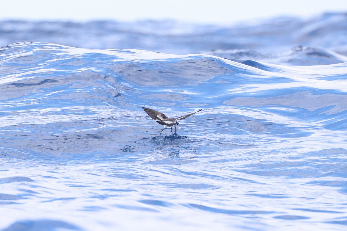 White-faced Storm-Petrel - Ged Tranter