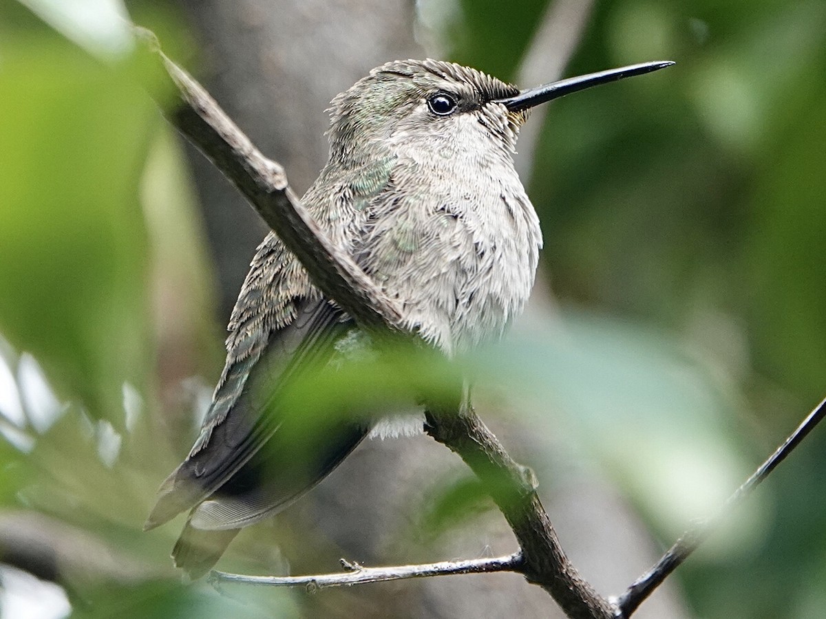 Costa's Hummingbird - ML327708141